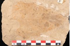 Foto (Detailansicht) von Quercus sp. (NHMW-GEO-2024-0188-11459)